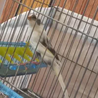 قناری رسمی بلند مست مست