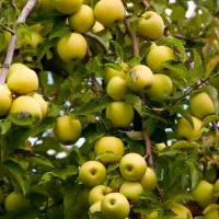 نهالستان پالیز تولید کننده نهال های دیرگل|خدمات باغبانی و درختکاری|اردستان, |دیوار