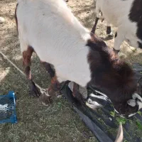 کهره پاکستانی|حیوانات مزرعه|رودخانه, |دیوار