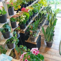 گل های زینتی و آپارتمانی