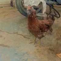 مرغ وجوجه|حیوانات مزرعه|کامیاران, |دیوار