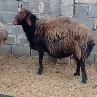 قوچ افشاری .کربال.|حیوانات مزرعه|کربال, |دیوار