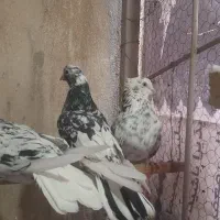 کبوترسورور