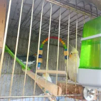 عروس هلندی|پرنده|پارس‌آباد, |دیوار