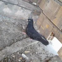 جوجه کبوتر