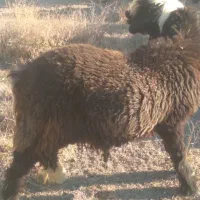 بره قوچی همچی تمام گوش دولا