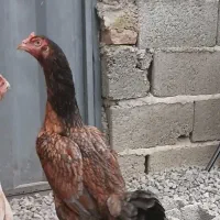 مرغ لاری نسل برزیلی بی تاوان