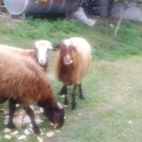 فرش یک گوسفند ماده و یک گوسفند نر|حیوانات مزرعه|چالوس, |دیوار