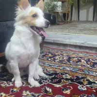 واگذاری سگ پاکوتاه