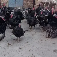 بوقلمون نر ماده