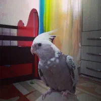 گمشده