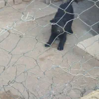 واگذاری واگذاری ماده