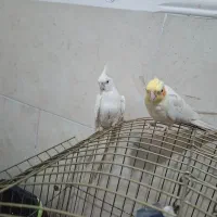 عروس هلندی نر و ماده|پرنده|آبپخش, |دیوار