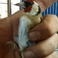 جوجه سهره|پرنده|تهران, اتابک|دیوار
