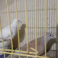 یک جفت کبوتر محلی|پرنده|میناب, |دیوار