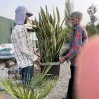 سانسوریا جعبه ای بزرگ فقط یک تومان|گل و گیاه طبیعی|تهران, شهرک آزادی|دیوار