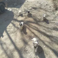 5تاتول به فروش میرسد|سگ|گیان, |دیوار