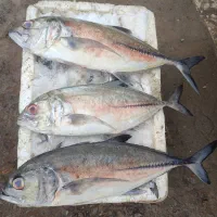 ماهی تازه چابهار