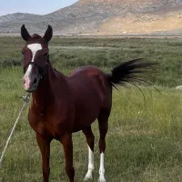 مادیون ترکمن ۴ به ۵|اسب و تجهیزات اسبسواری|قائمشهر, |دیوار