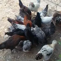 فروش مرغ.خروس.جوجه ۳ ماهه