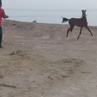 اسب|اسب و تجهیزات اسب‌سواری|بوشهر, |دیوار