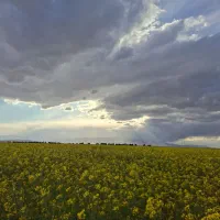 زمین جهت احداث پمپ بنزین