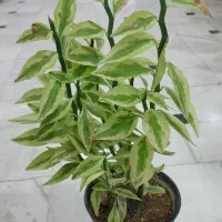 گل پدیلانتوس قاشقی.سبز.طلایی.لب ماتیکی.