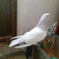 ماده درشت زینتی|پرنده|بانه, |دیوار