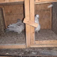 فروش کبوتر