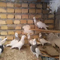 ۸عدد طوقی|پرنده|جوکار, |دیوار