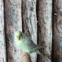 مرغ عشق|پرنده|شاهین‌شهر, ۹ دی|دیوار