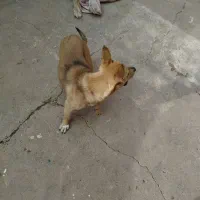 واگذاری سگ پاکوتا