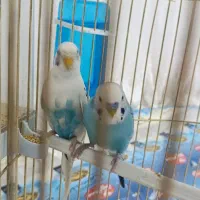 قناری|پرنده|معمولان, |دیوار