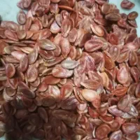 هندوانه دیم|خوردنی و آشامیدنی|سبزوار, اسلام آباد|دیوار