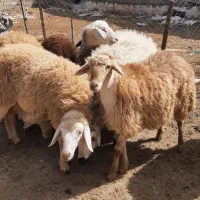 گوسفند و بره نر برای قربانی|حیوانات مزرعه|اردبیل, |دیوار