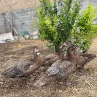 اردک کوکو وارداتی فروشی