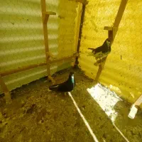 شهری سیاه گلدار نر .چپ سیاه ماده گلدار