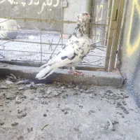سار زاغ دمسفید