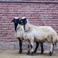 فروش گوسفند دررباط کریم وحومه شهرک