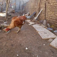 خروس لاری|حیوانات مزرعه|بوئین زهرا, |دیوار