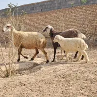 شیشک فروشی