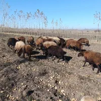 ۲۰ راس گوسفند|حیوانات مزرعه|ویلکیج, |دیوار