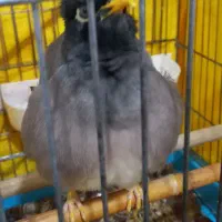 مرغ مینا گم شده در شهرک وایین
