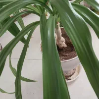 فروش گلدان سوسن دوقلو|گل و گیاه طبیعی|یزد, |دیوار