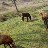 کره خر|حیوانات مزرعه|اردبیل, |دیوار