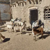 بز صلاله اهویی سومال|حیوانات مزرعه|تربتحیدریه, پائین ولایت|دیوار