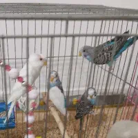 مرغ عشق|پرنده|کوهدشت, |دیوار