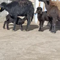 2راس میش قزل افشار جوون بره دار