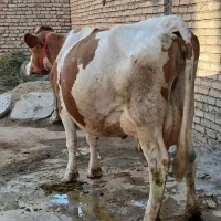 گاو پرهام