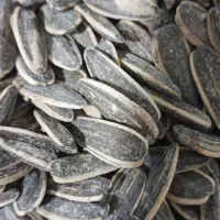 تخمه خارجی نمکی دور سفید خوش طعم